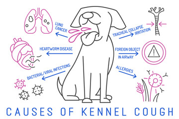 Causes of kennel cough in dogs. Dog diseases concept. - obrazy, fototapety, plakaty