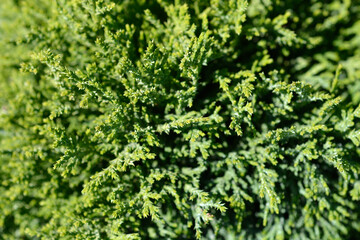 Sawara cypress Hime-Sawara branches