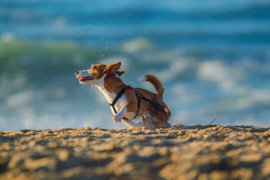 Petit chien qui court sur la plage