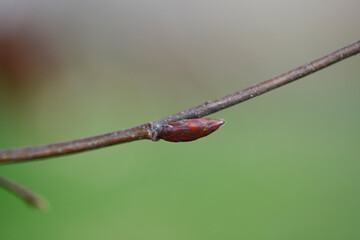 Common hornbeam branch with bud