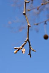 London plane branch with buds