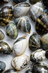 あさりの砂抜き、砂ぬきアサリ、あさりの砂出し、アサリの水管