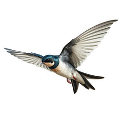 Obraz premium Swallow isolated on white background