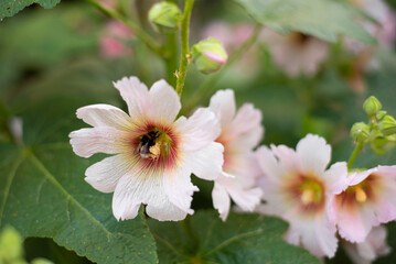Bee in the middle of white pink flowers of mallow. Mallow with a bee on the background of flowers