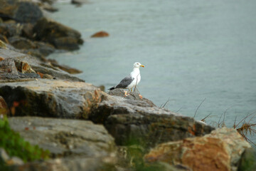 Cute seagull stands on rock, next to sea under cloudy day.
