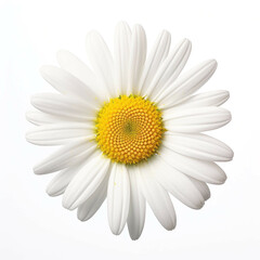 Daisy Flower, isolated on white background