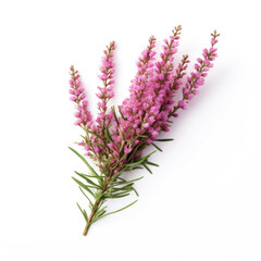 Naklejka premium Heather Flower, isolated on white background