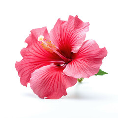 Hibiscus Flower, isolated on white background