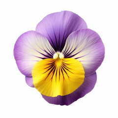 Pansy Flower, isolated on white background
