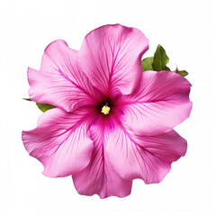 Naklejka premium Petunia Flower, isolated on white background