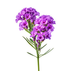 Naklejka premium Statice Flower, isolated on white background