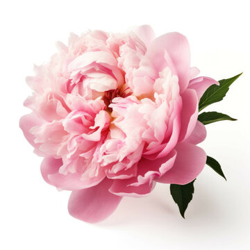 Peony Flower, isolated on white background