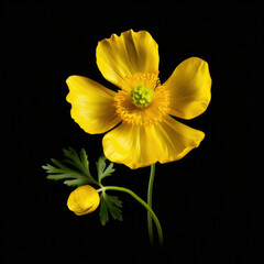 Buttercup Flower, isolated on black background