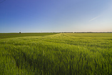 Obraz premium Green field with young wheat on the background of a clear blue sky