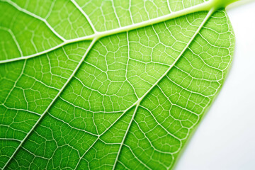 A closeup of a leaf with its intricate veins and vibrant green hues, isolated on white background