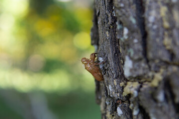 Beautiful natural green bokeh, blurred green nature with bokeh background.