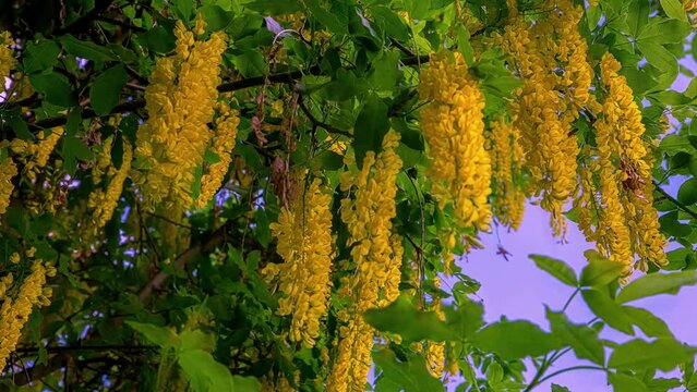 Golden chain flower blossoms in a tree - close up motion time lapse