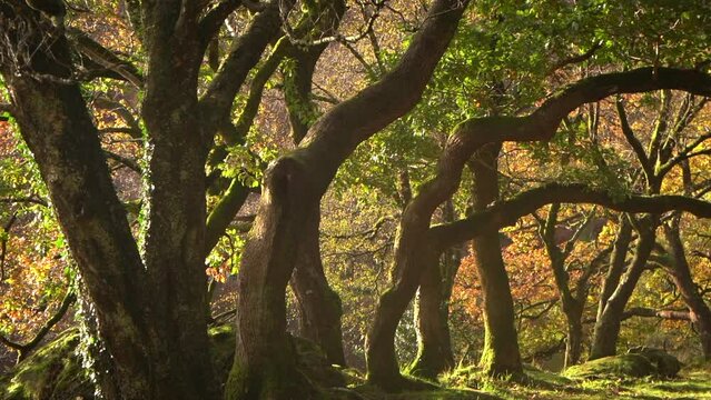 Ancient leaning oak trees in Autumn in golden light