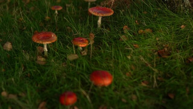Red toadstool mushrooms in grass in autumn