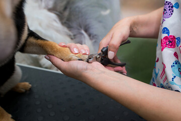 the process of cutting a Shiba Inu dog's claws using a nail clipper, close-up of a dog's paw, cutting a dog's claws