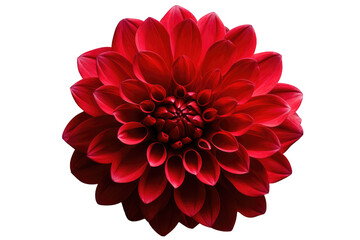 Wonder Red Flower Isolated On Transparent Background