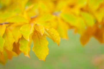 Bring magnolia leaves close-up on a green blurred background