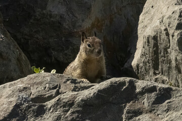 Inquisitive ground squirrel peeking out from between large rocks in Emeryville, California, USA