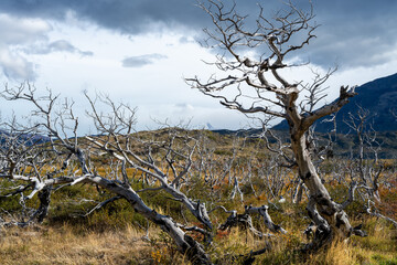 Scenic view of dead white trees on a cloudy day in Patagonia, Argentina