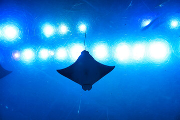 Majestic Manta (Mobula birostris) swimming against a beautiful backdrop of shimmering lights