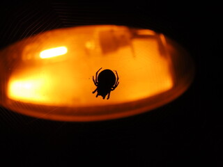 Black spider silhouette illuminated by a single light source in a dark setting