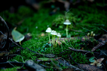Vibrant green moss with small mushrooms