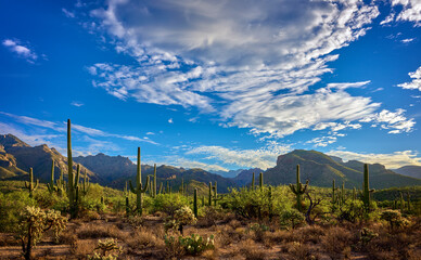 Golden Light on Sabino Canyon's Saguaro Forest and Santa Catalina Mountains