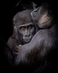 Naklejka premium Young lowland gorilla with its mother.