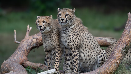 Two cheetah cubs perched on a tree branch in a grassy landscape.