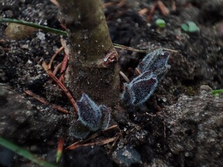 the first paulownia leaves in the garden in early spring