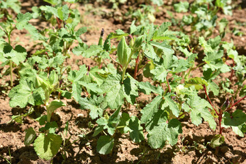 okra plant in garden, haelthy agriculture