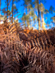 Autumnal Hues in the Fern Forest