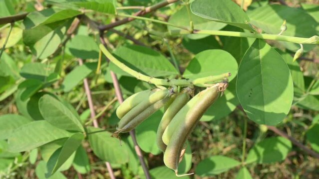 Chipilin plant pod.  Its Other names Crotalaria longirostrata, include&nbsp;chepil and&nbsp;long beak rattlebox.
