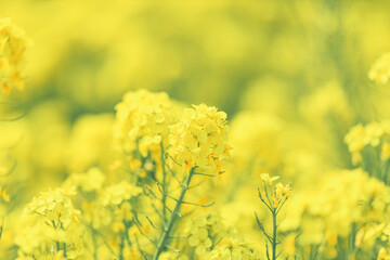 Fototapeta premium 春イメージ｜菜の花