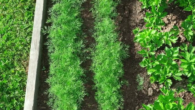 Parsley Growing in the Garden Area. Side View in Sundown Lighting. Petroselinum Crispum is Grown Outdoors. Green background of Spicy Herbs, Close-up. Flat Leaf Italian Parsley Planting in Rows.