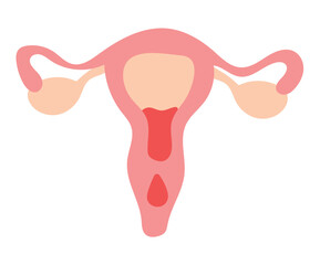 Menstruation element of colorful set. This illustration transforms the uterus into an elegant portrayal of the menstrual cycle against a clean white backdrop. Vector illustration.