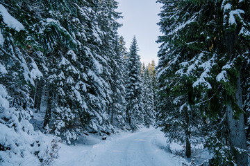 Turn of the road in a snowy pine forest