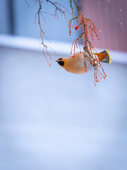 Bohemian waxwing comes in large flocks and clears the trees of all berries in Sweden