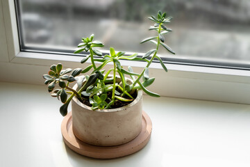 Succulents Planted in a Concrete Pot, Beautiful Houseplants on a Windowsill