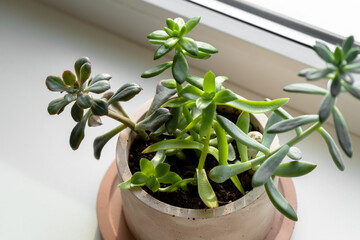 Succulents Planted in a Concrete Pot, Beautiful Houseplants on a Windowsill
