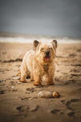 Un chien a la plage