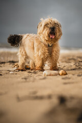 chien Cairn Terrier sur la plage