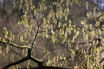 chatons de printemps