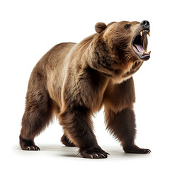 Brown bear roaring aggressively, captured on an isolated white or transparent background showcasing wild predatory instincts