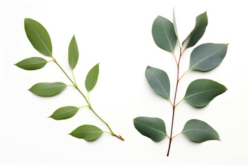 eucalyptus branch and eucalyptus leaf with leaves